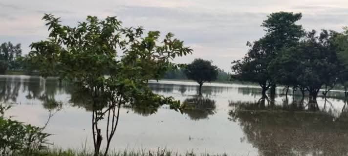 मुख्यमन्त्रीकै गाउँमा डुबान: १०० बिघाभन्दा बढी धानखेती जलमग्न, किसानद्वारा दीर्घकालीन समाधानको माग