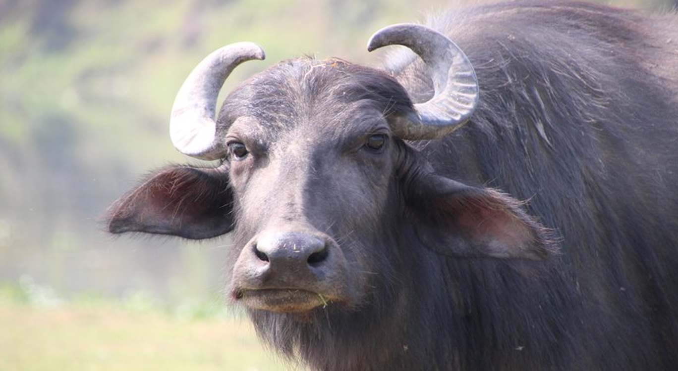 डोरी खोलामा बगेर भैँसी मरेपछि किसानलाई एक लाख रुपैयाँ बराबरको क्षति