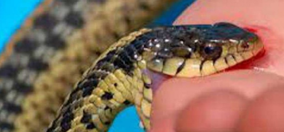 सर्पले डस्दा रौतहटमा ८ वर्षीय बालकको मृत्यु